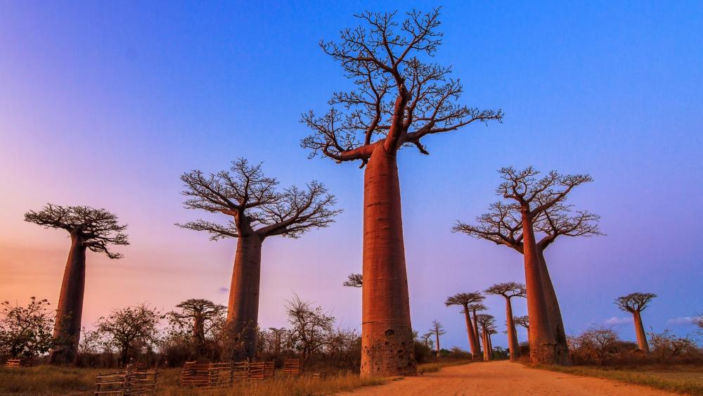 Majestic Baobab Trees Under a Colorful Sky wallpaper