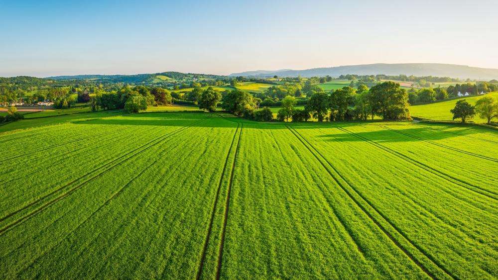 Expansive Green Fields Under a Clear Sky wallpaper