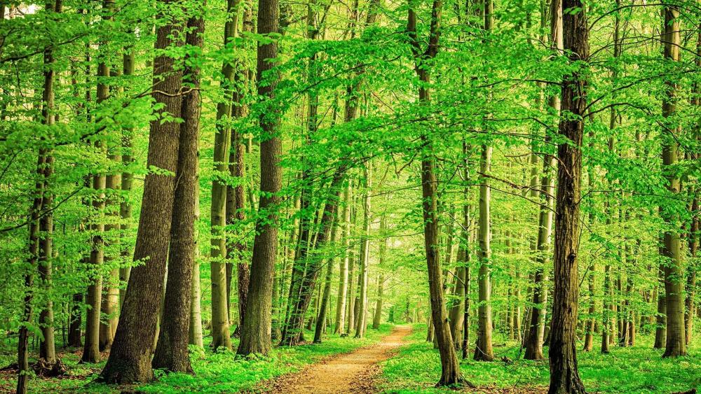 Wallpaper from nature category