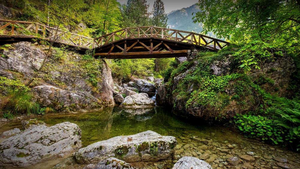 Serene Forest Bridge Over Crystal Clear Water wallpaper