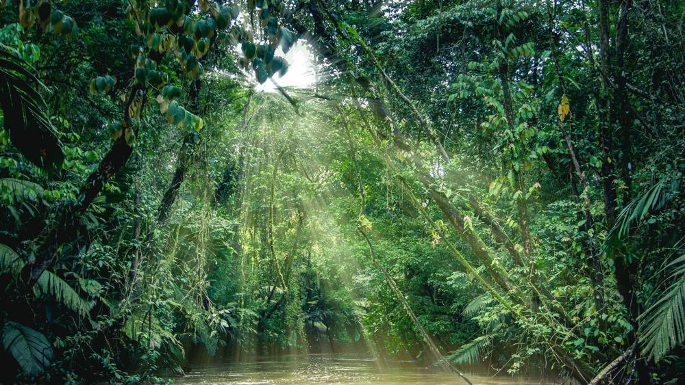 Serene Forest River Illuminated by Sunlight wallpaper