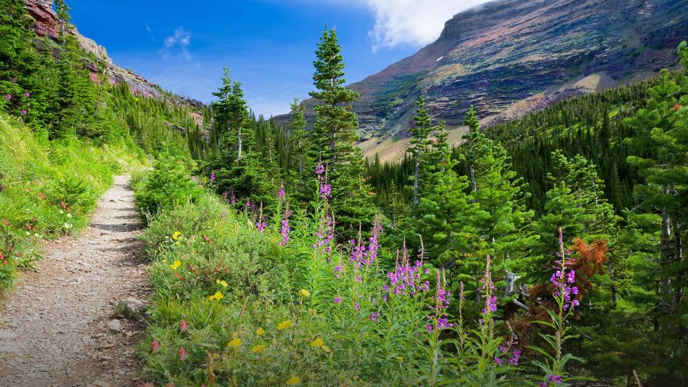 Serenity of a Mountain Trail in Blooming Nature wallpaper