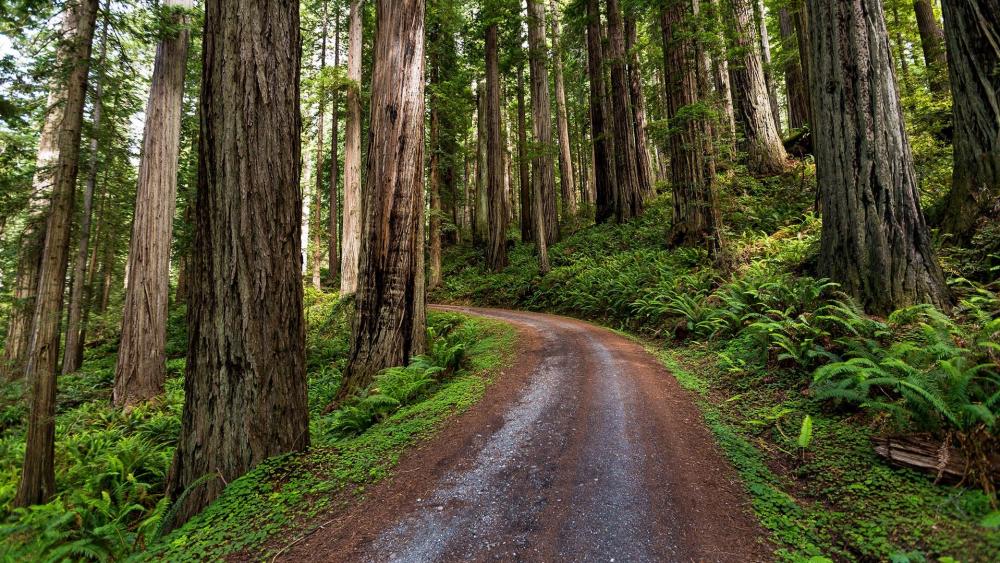 Majestic Forest Pathway in Nature's Embrace wallpaper