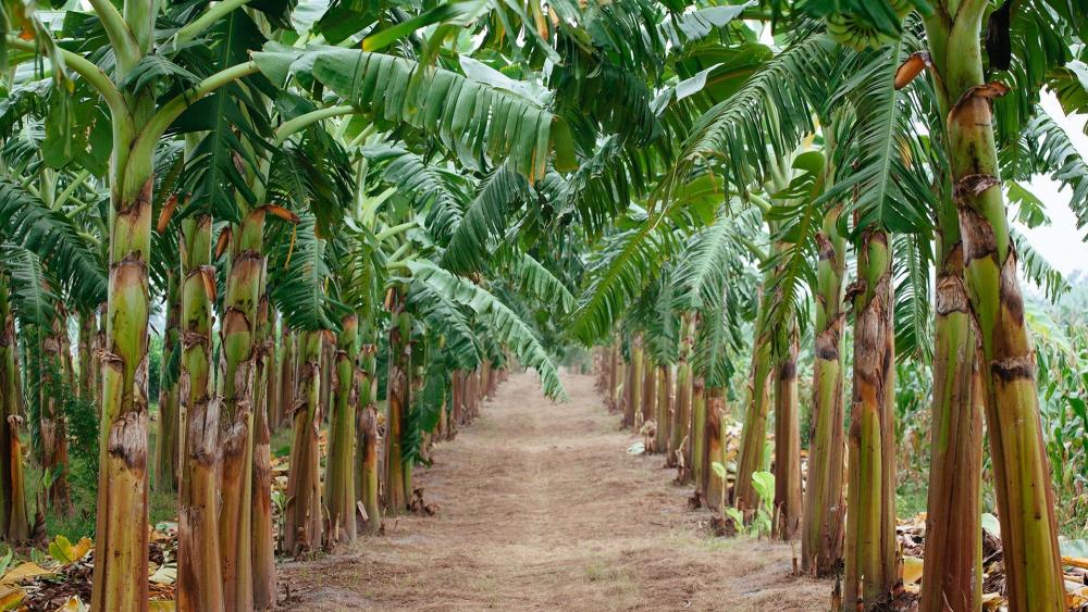 Lush Green Banana Grove Pathway Fills the Senses wallpaper