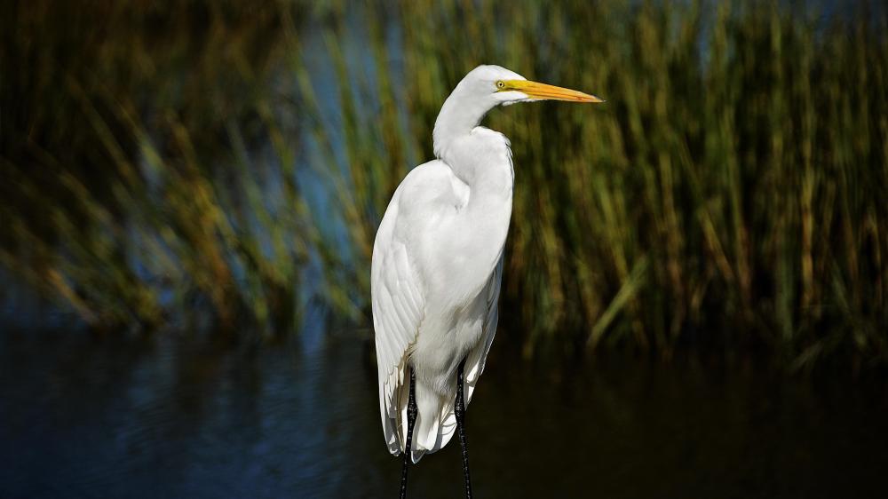 bird wallpaper