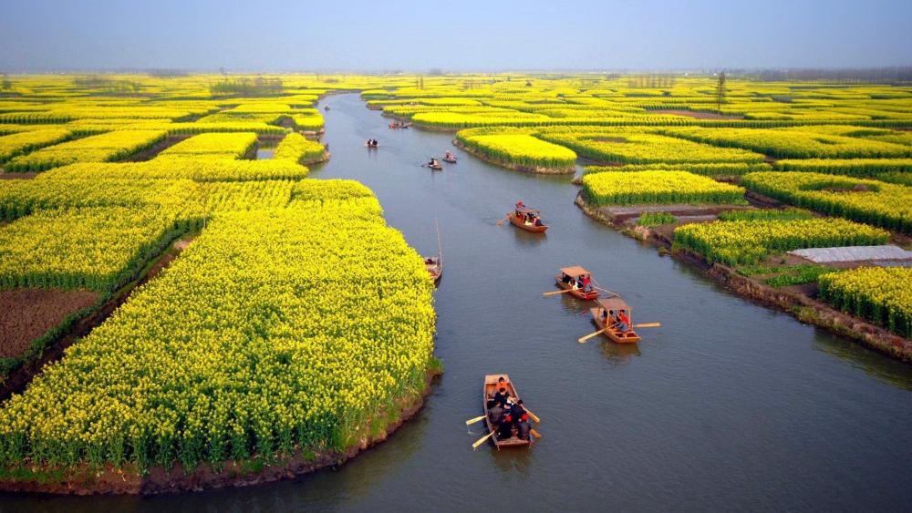 Golden Fields and Serene Waterscape wallpaper