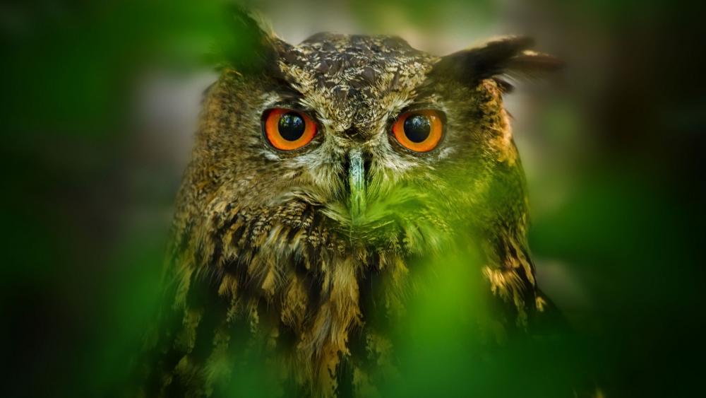 Majestic Owl Gaze Amidst Nature's Greenery wallpaper