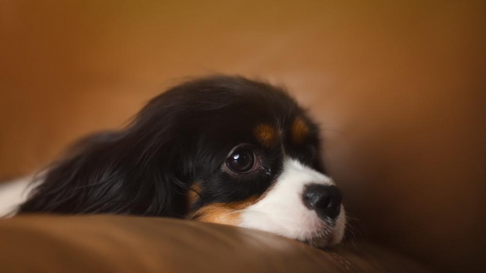 Adorable Dog's Serene Moment on a Cozy Couch wallpaper