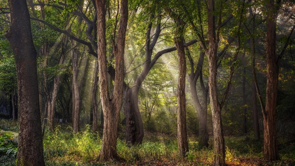 Enchanted Forest with Sunlight Rays wallpaper