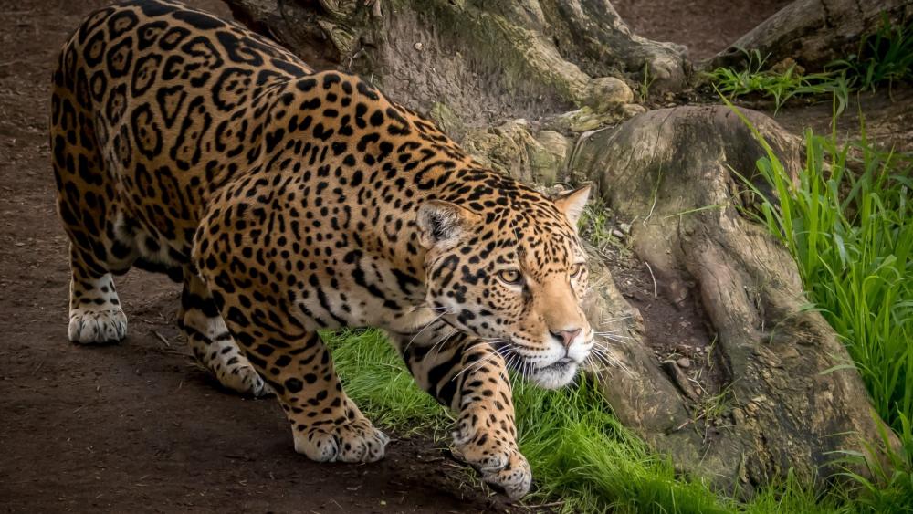 Wallpaper from animals category