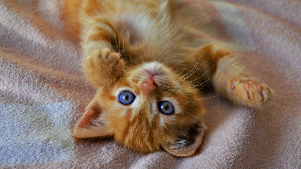 Playful Ginger Kitten Rolling on Soft Blanket wallpaper