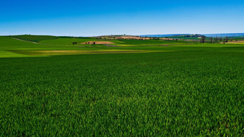 Lush Green Fields Under a Clear Blue Sky wallpaper