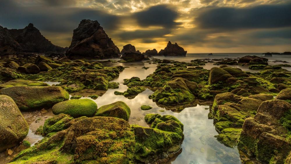 Wallpaper from nature category