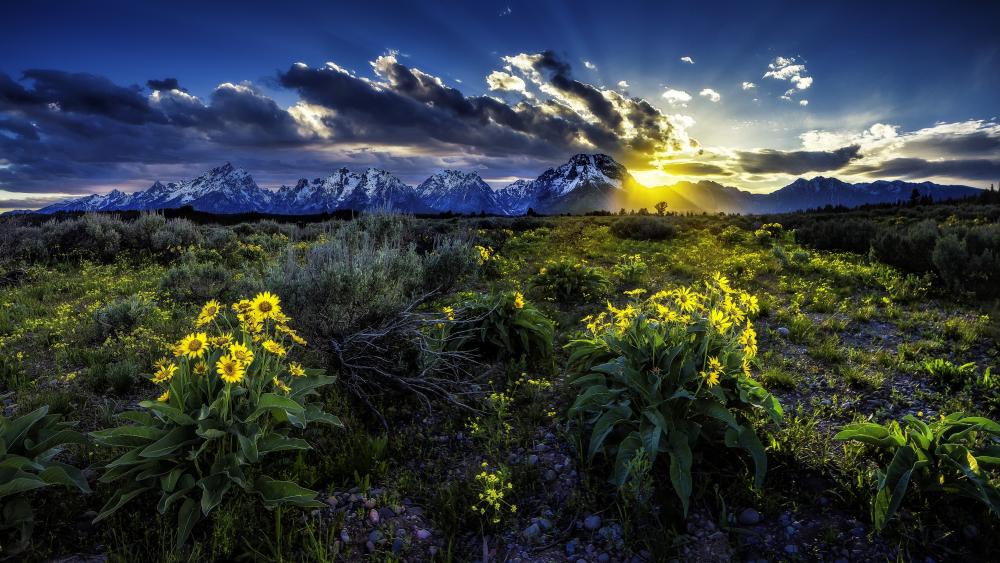 Majestic Mountain Sunrise Over Wildflowers wallpaper