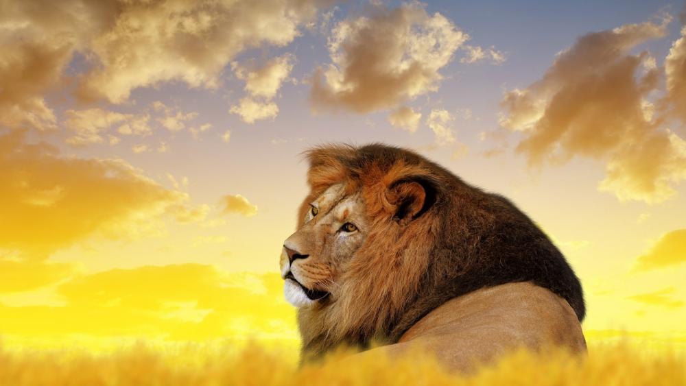 Wallpaper from animals category
