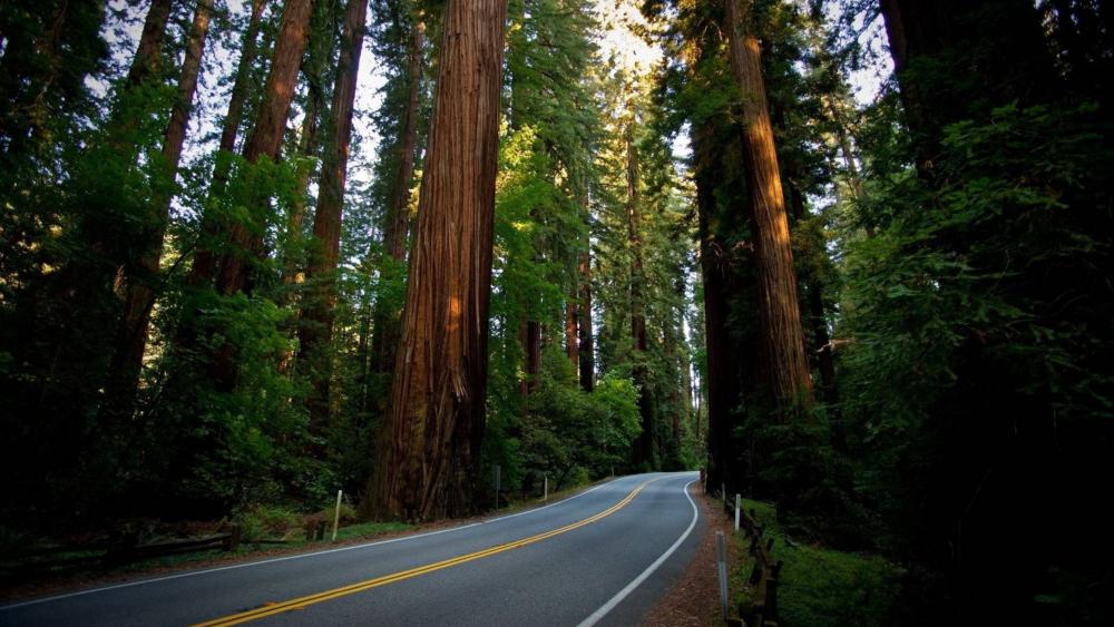Majestic Redwood Avenue in 4K Nature Glory wallpaper