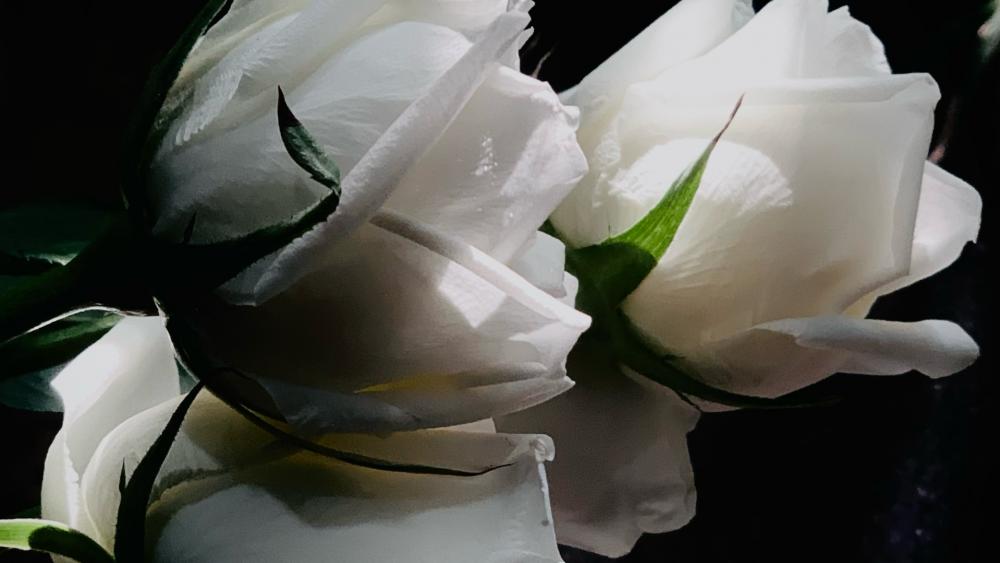 White roses wallpaper