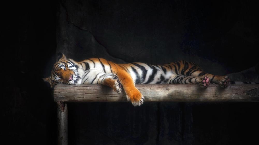 Sleeping tiger wallpaper