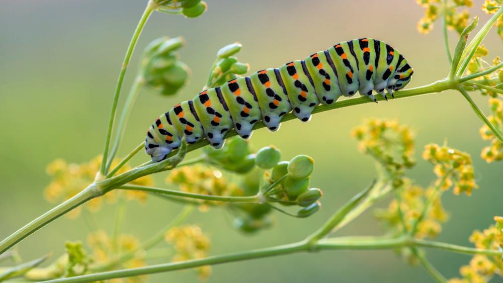 Caterpillar wallpaper