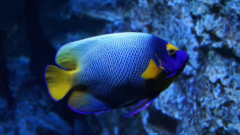 Blueface angelfish wallpaper