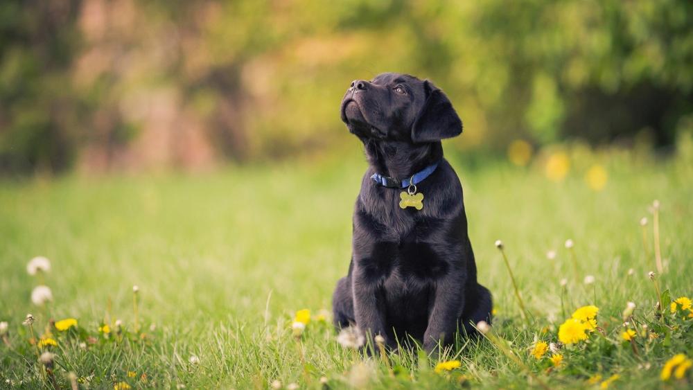 Charming Black Labrador in a Sunny Meadow wallpaper