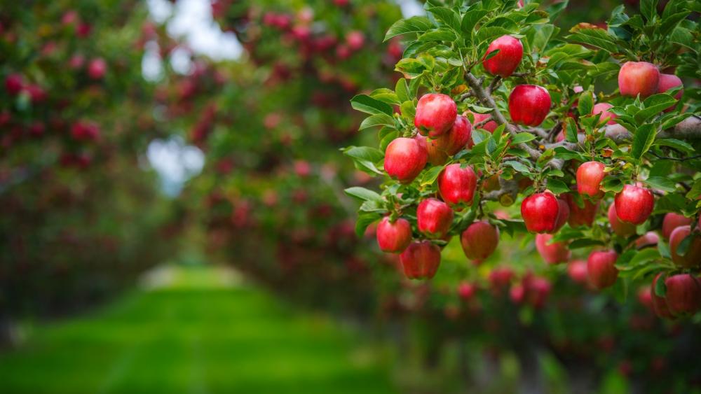 Apple orchard wallpaper