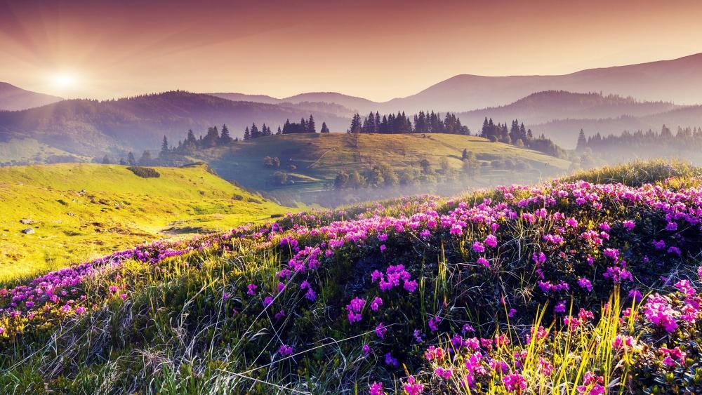 Valley of Flowers National Park wallpaper
