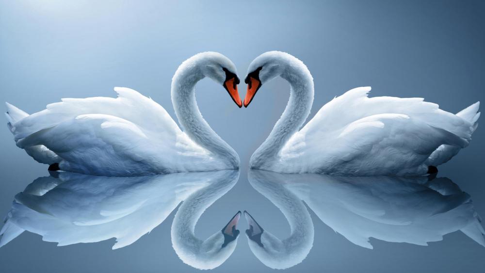 Swan love wallpaper