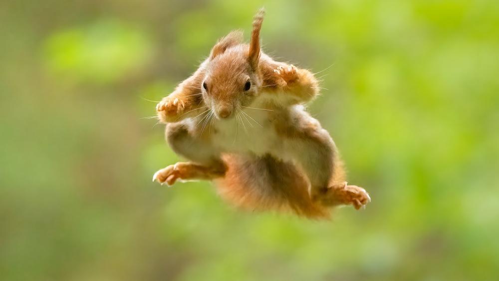 Jumping Squirrel wallpaper