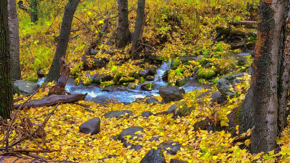 Gold Alaska River wallpaper