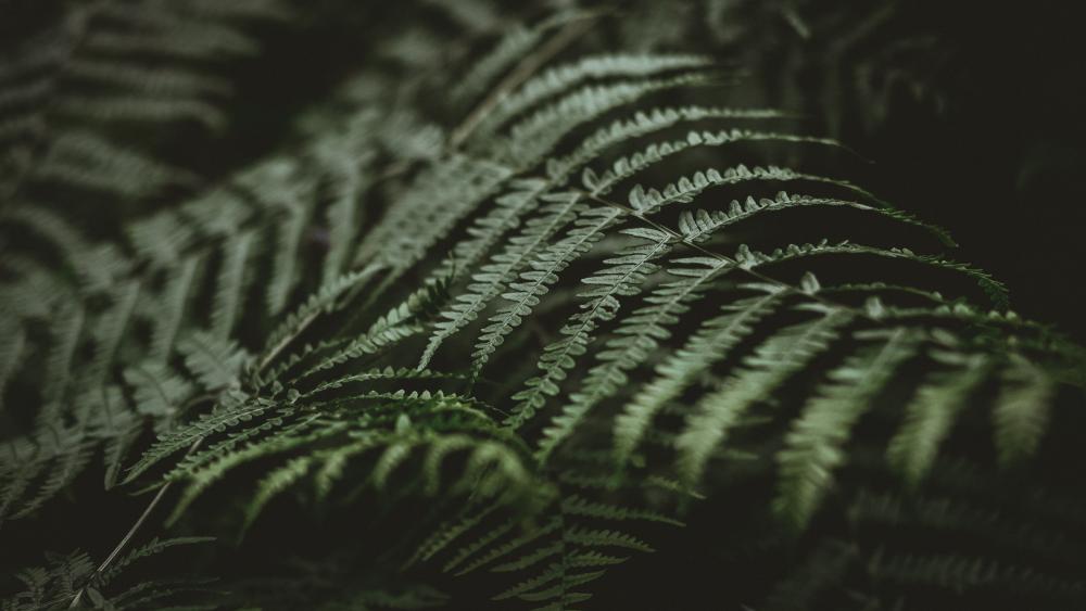 ferns wallpaper