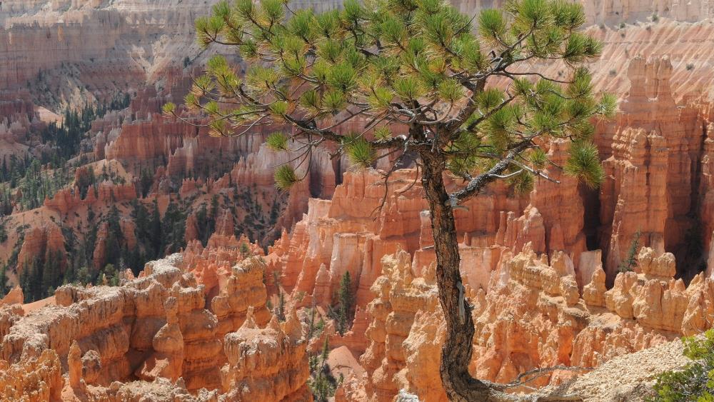 Tree in Bryce Canyon National Park, Utah wallpaper