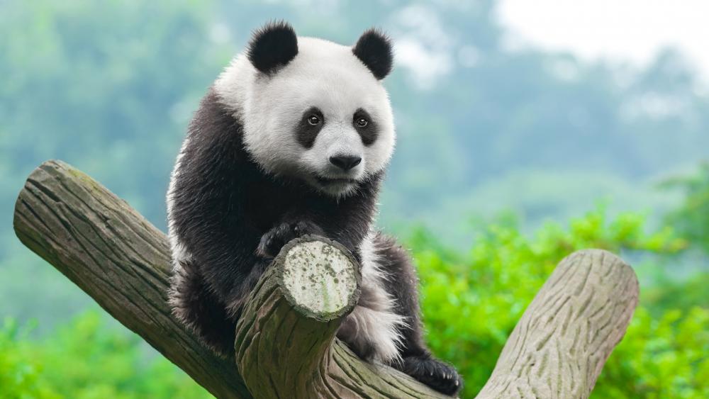 Panda on a tree trunk wallpaper
