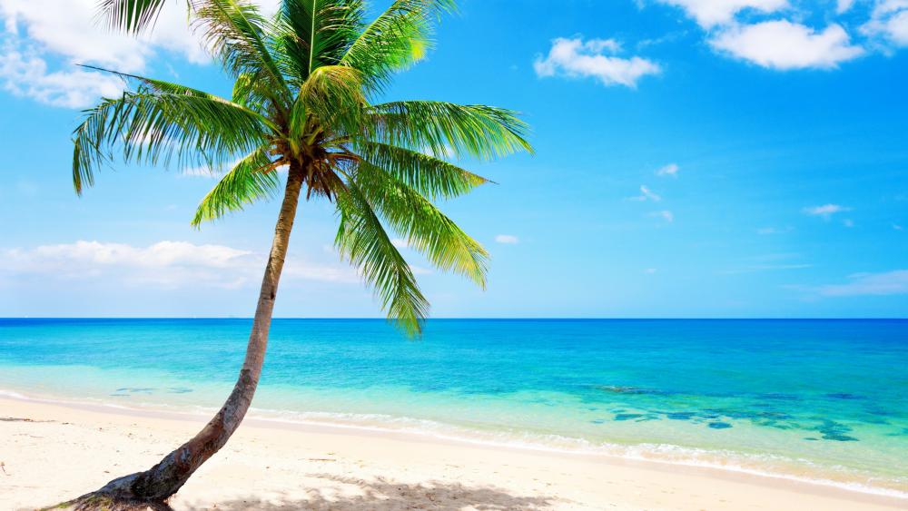 Tropical Tranquility by the Sea in Summer Sun wallpaper