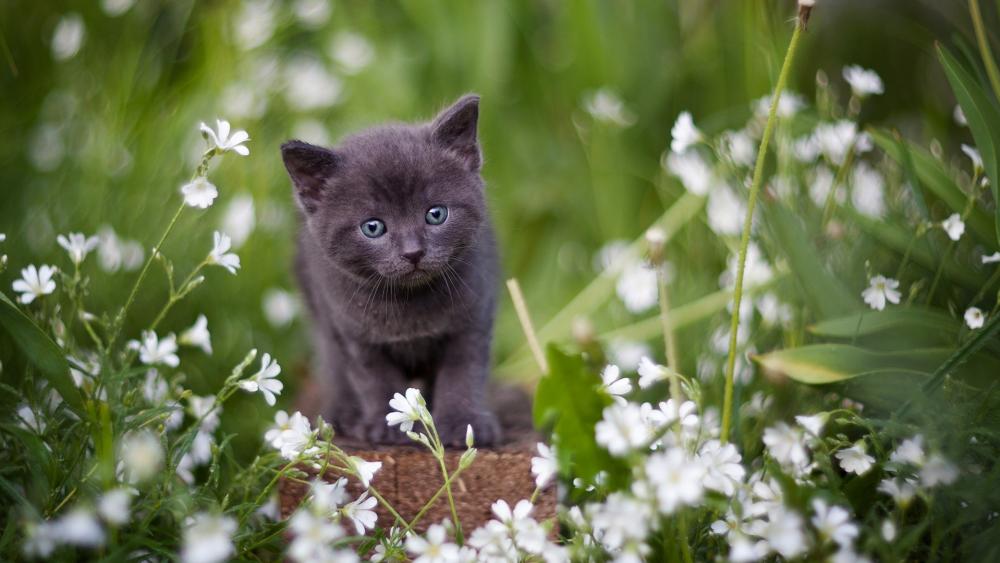 British Shorthair kitten wallpaper