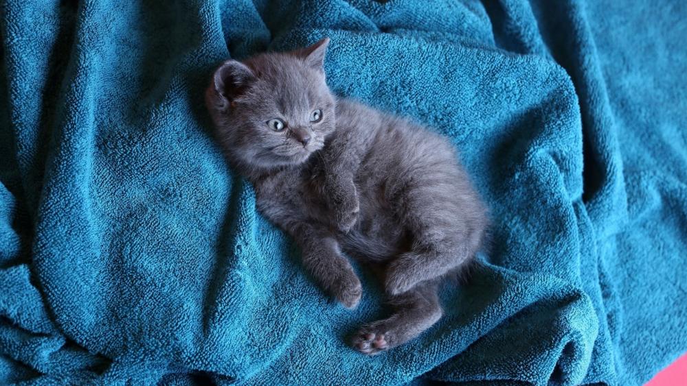 Grey kitten wallpaper