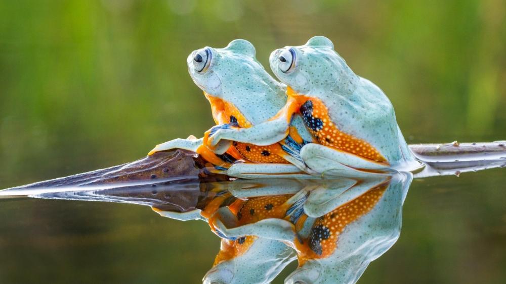 Frog couple wallpaper