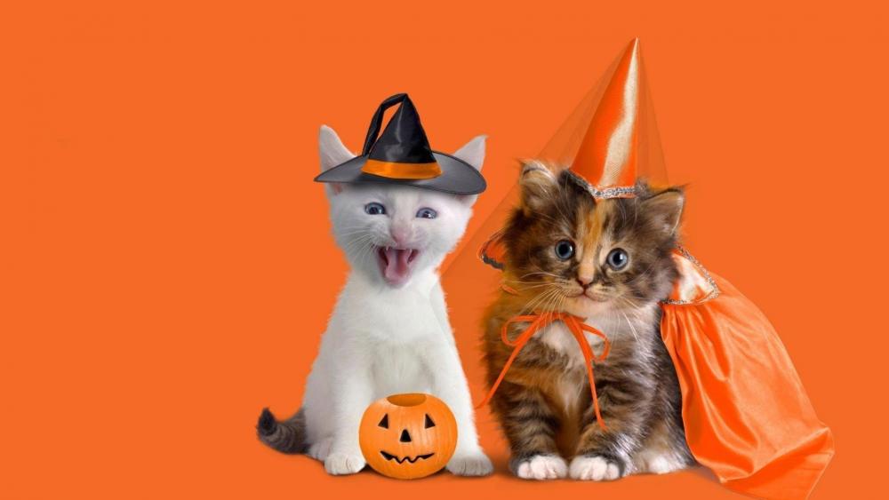 Funny cats in Halloween costume wallpaper