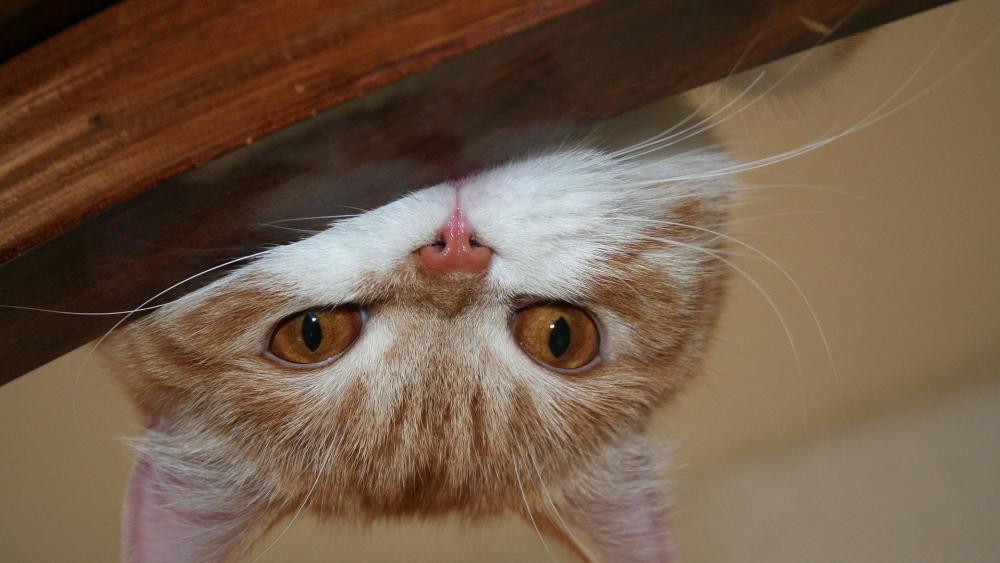 Cat peeking upside down wallpaper