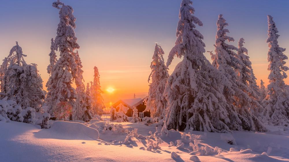Winter Sunrise Serenity wallpaper