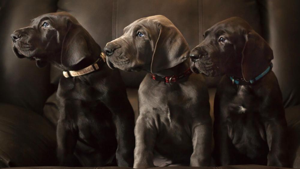 Great Dane puppies wallpaper