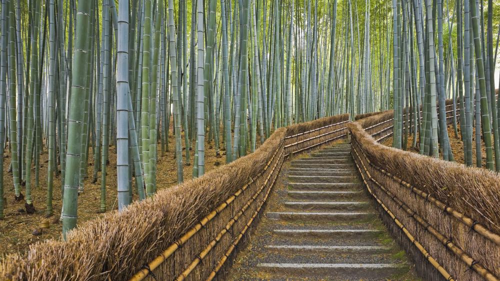 Arashiyama Bamboo Forest wallpaper