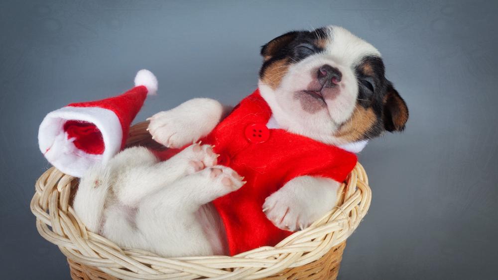 Jack Russell Terrier puppy in santa costume wallpaper