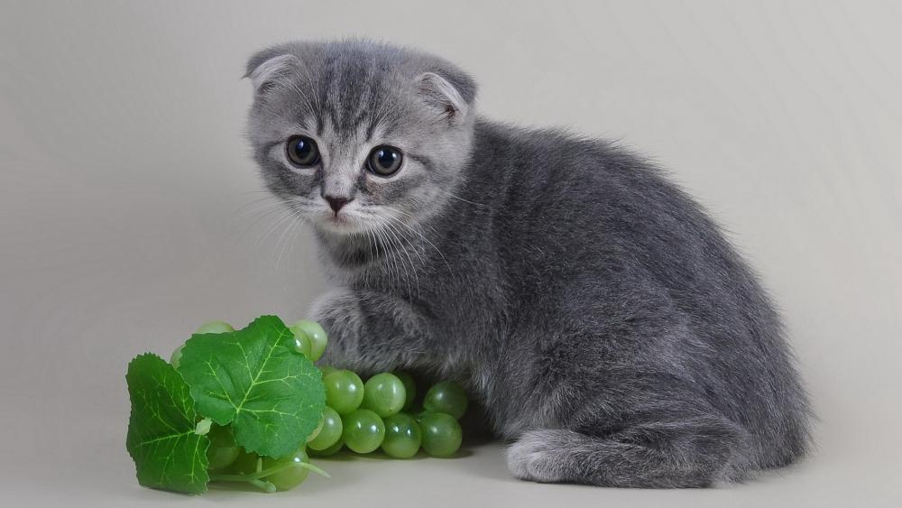 Scottish Fold kitten wallpaper