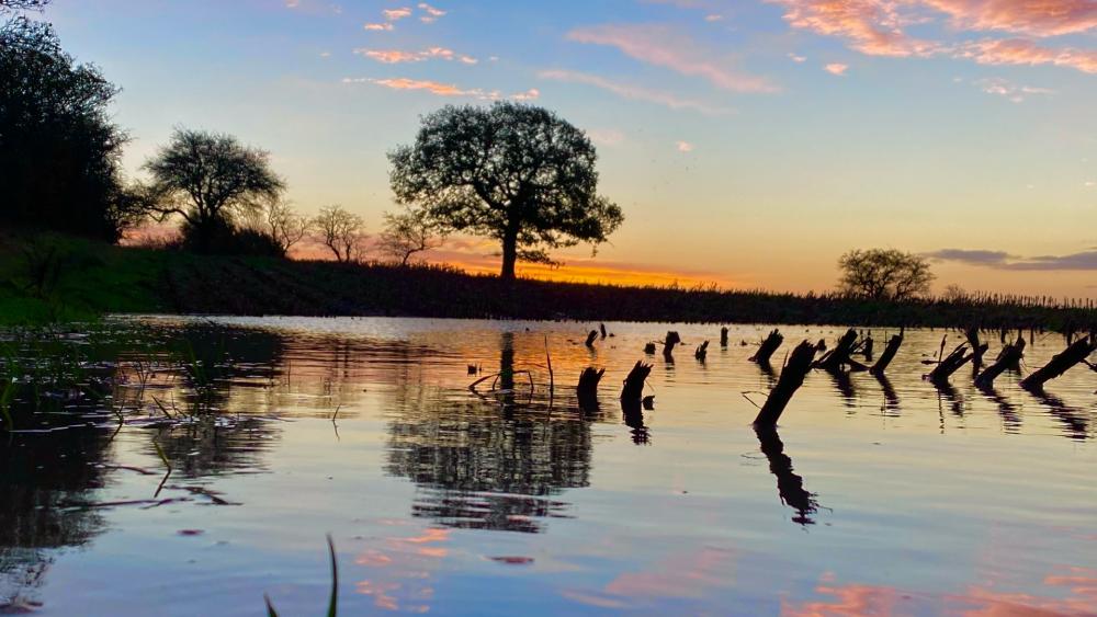 Tree reflection at sunrise wallpaper