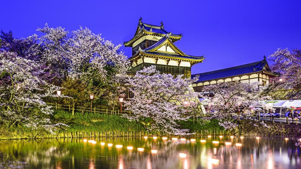 Nara Park spring blossom at night wallpaper