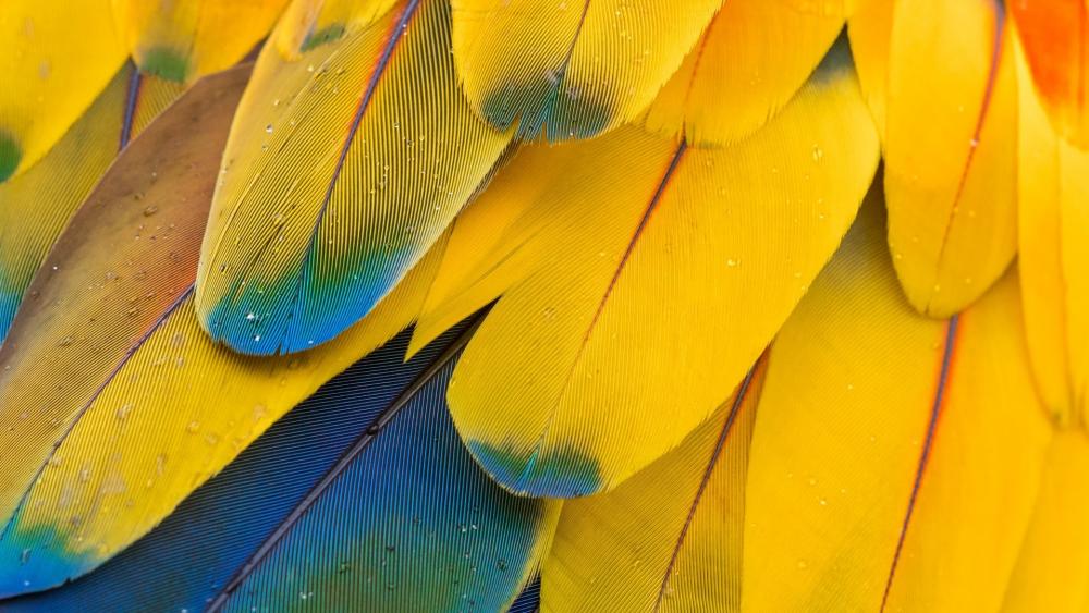 Macaw feathers wallpaper