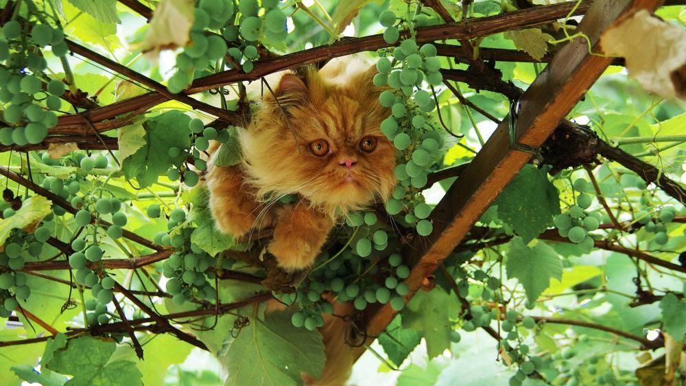 Cat on the grape arbor wallpaper