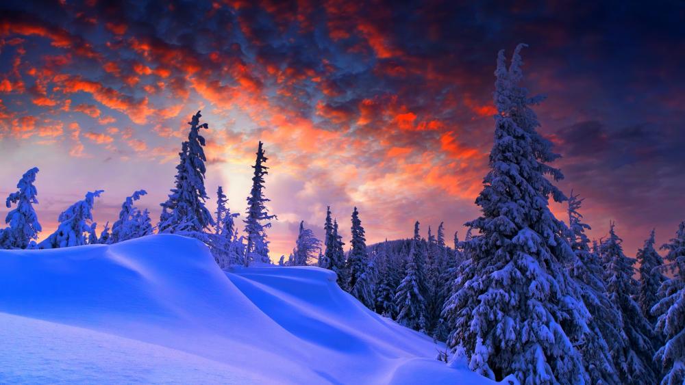 Winter Sunset Silhouettes Against Fiery Sky wallpaper