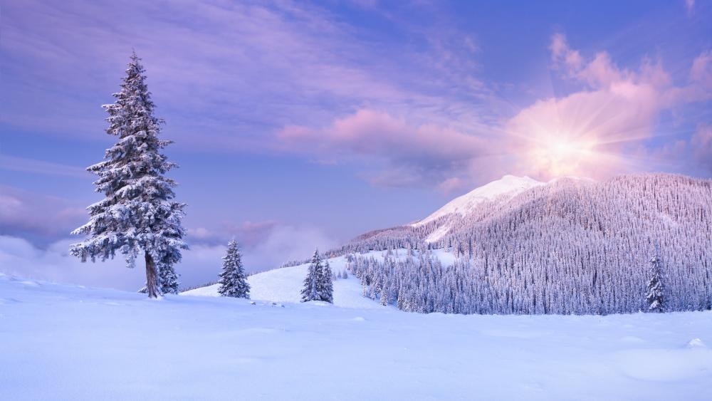 Winter Wonderland Serenity wallpaper